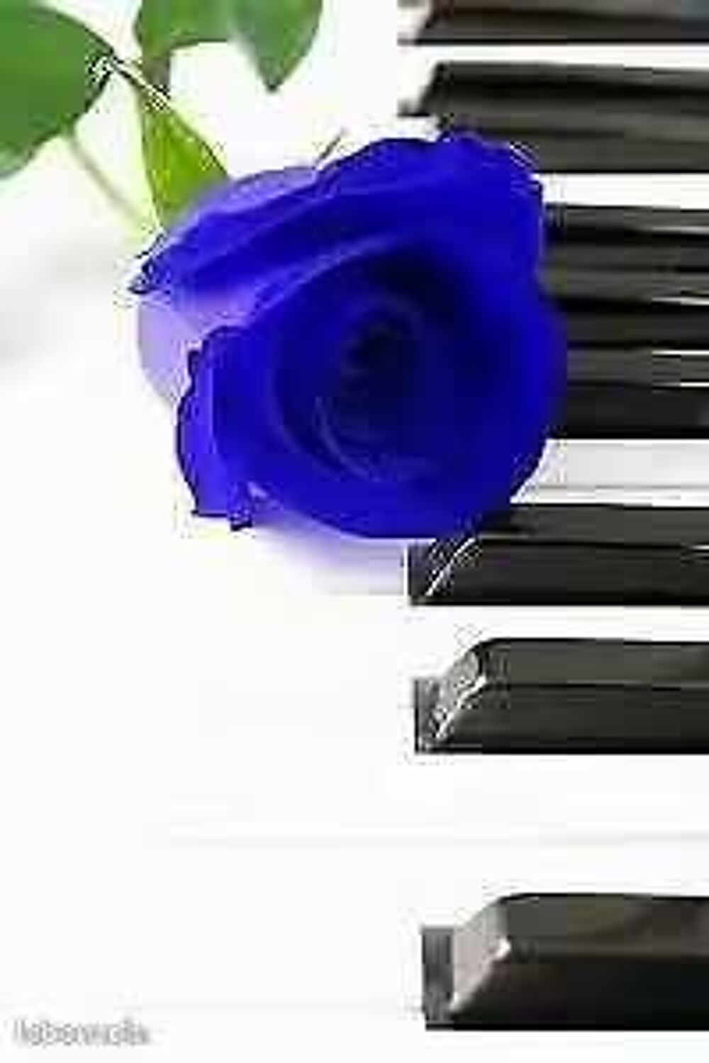   Cours de PIANO 