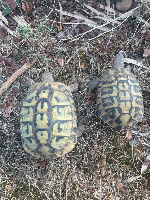 couple tortues terre 400 30000 Nîmes
