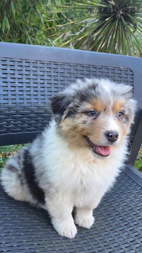 chiots berger australien disponibles 890 78660 Ablis