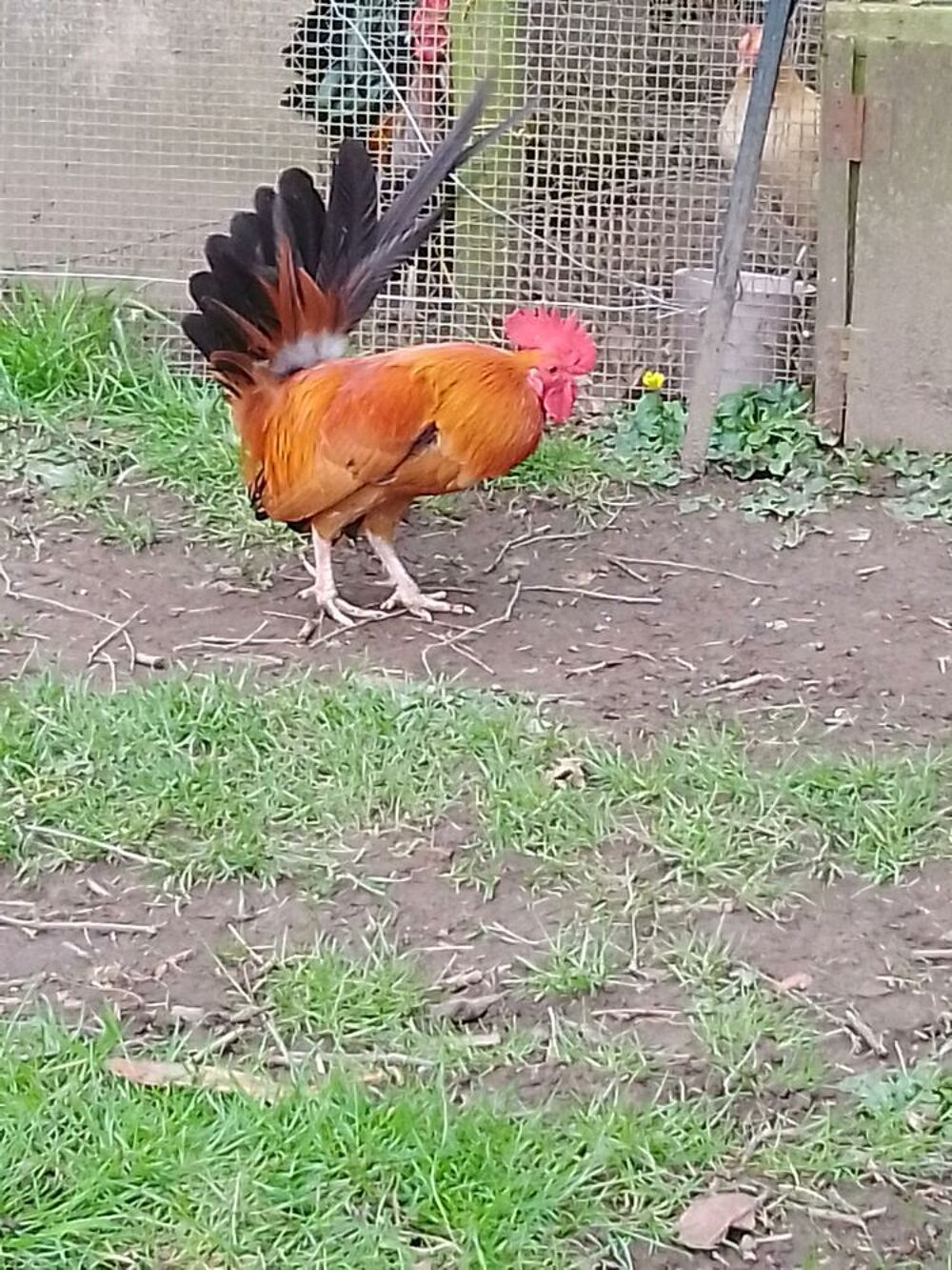   Coq nain 