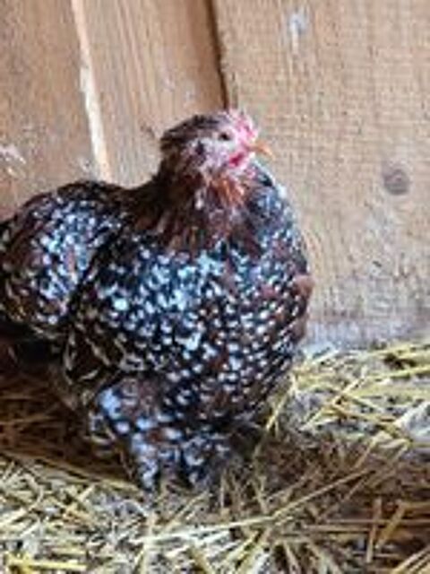  Poules d'ornements 