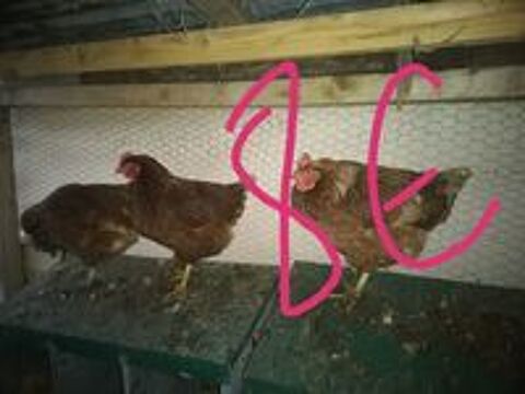   Poules pondeuses8 