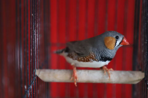 DIAMANTS MANDARINS 10 43210 Bas-en-basset