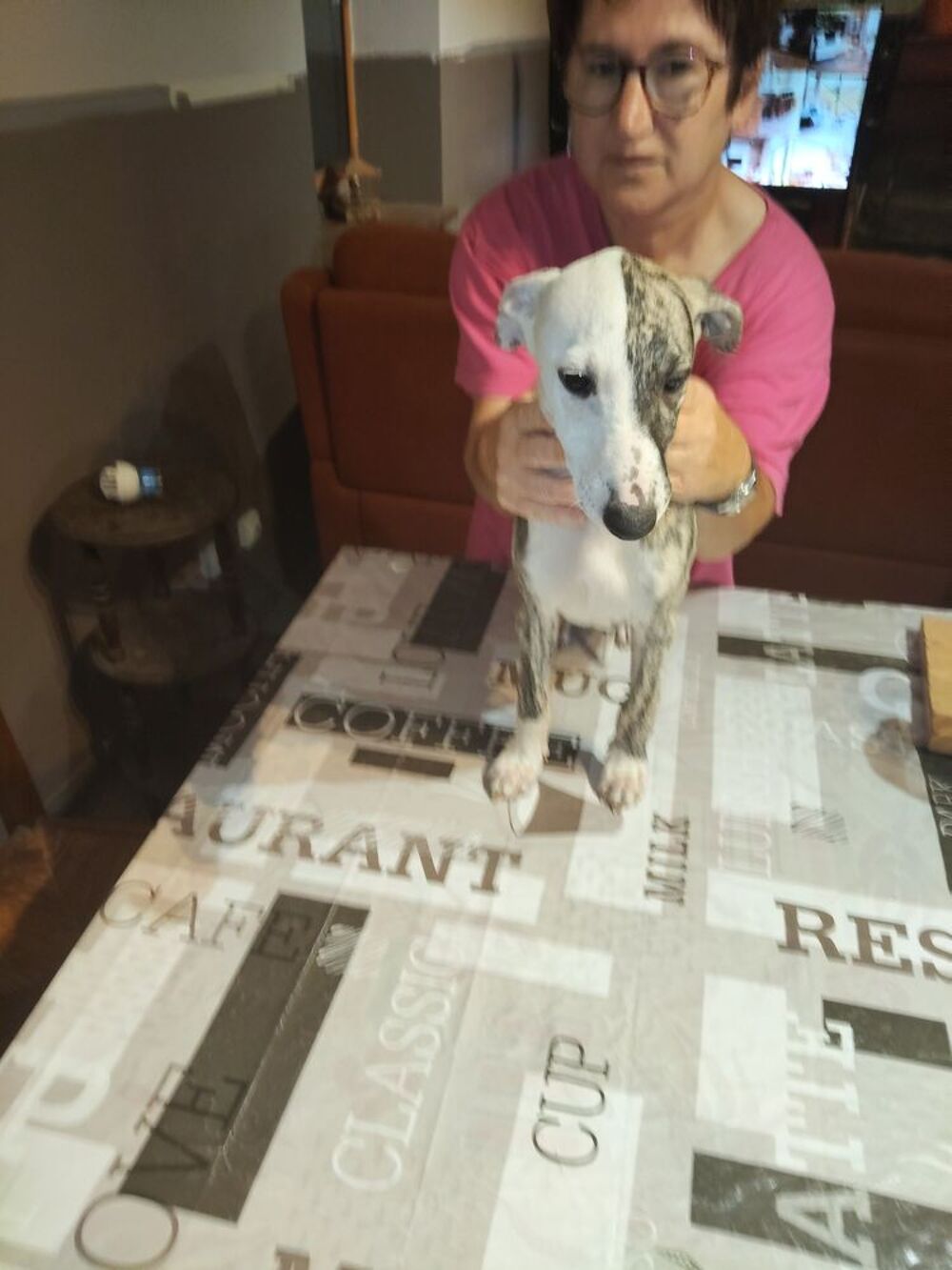   de whippet 