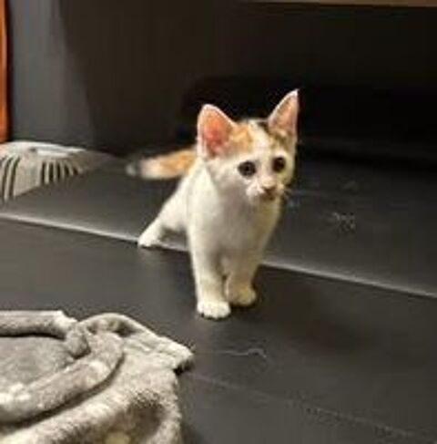   Chat PIMPRENELLE à l adoption 