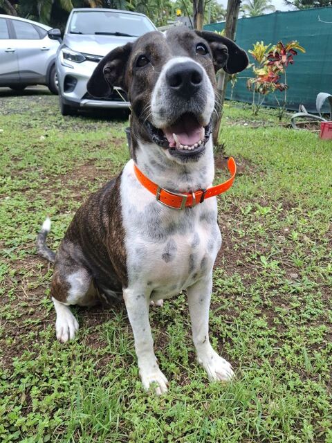 Frida, femelle croisée berger, née le 20/03/2022 &#128054; 380 92000 Nanterre
