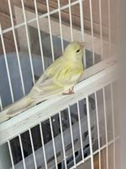   Canaris  