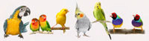   Adopte vos poissons et oiseaux 