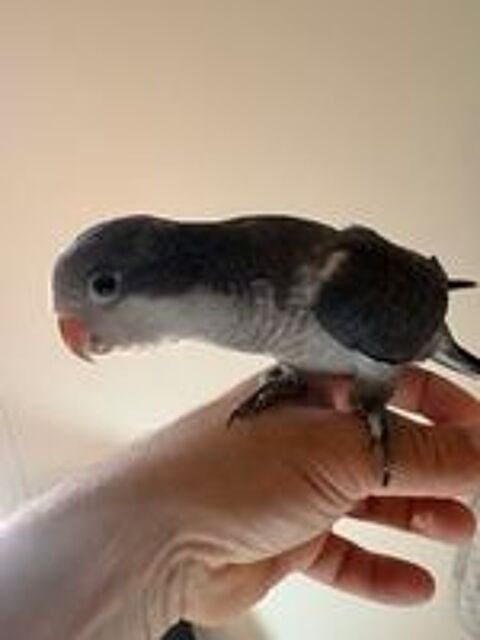   Conure souris eam 