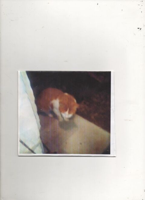 TROUVE chat roux tigré et blanc 0 49700 Louerre