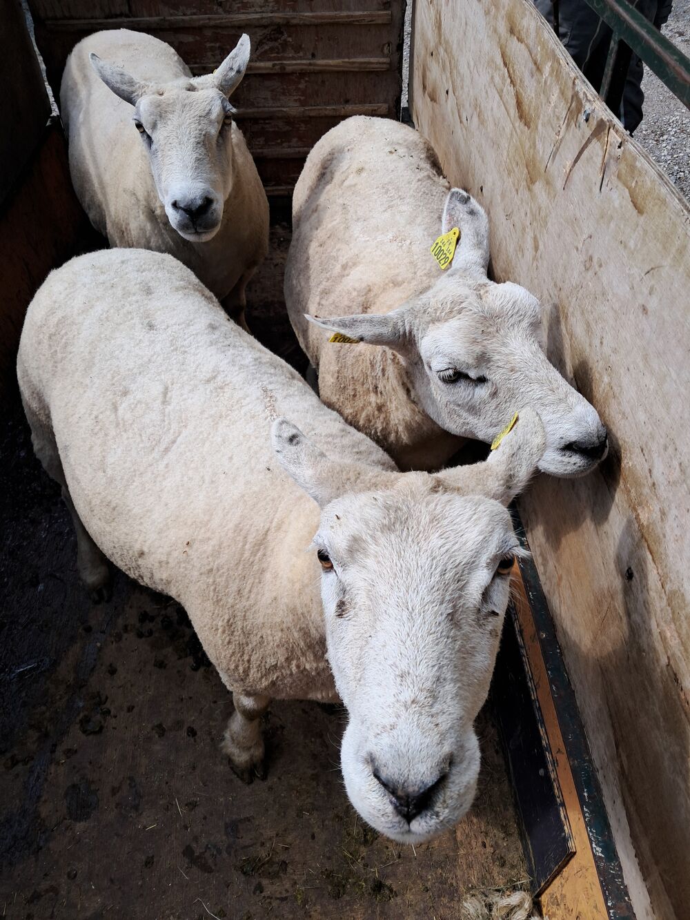   Brebis Texel 
