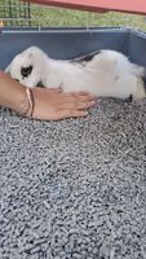   lapin Bélier nain 