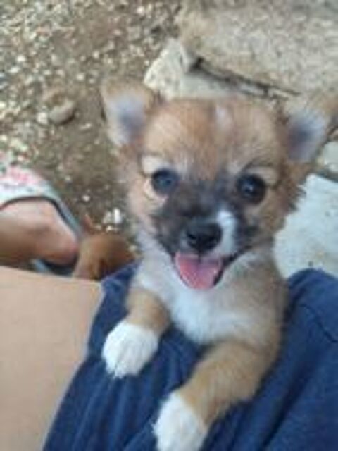   Spitz  