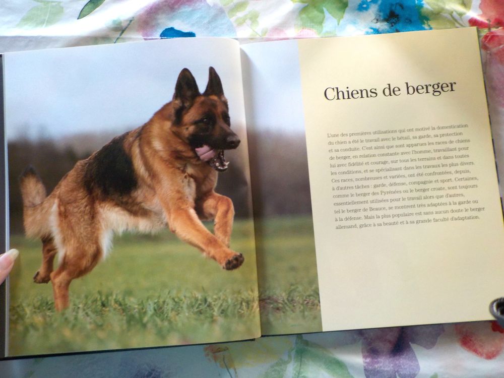 CHIENS DE BERGER Les chiens La grande encyclop&eacute;die visuelle Livres et BD