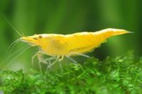   Crevettes neocaridina yellow fire 