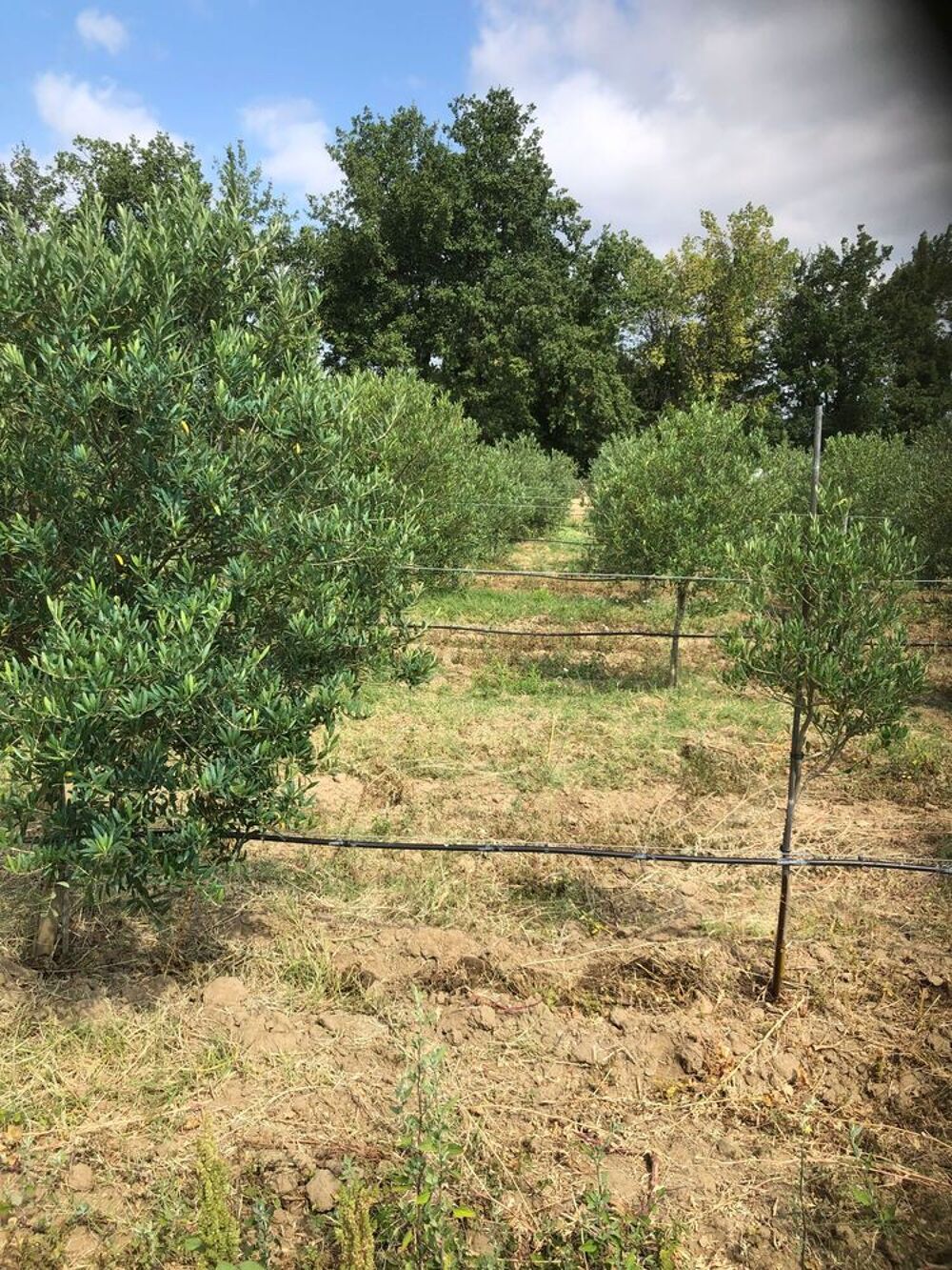 Vente Terrain oliveraie terre agricole 11000 mètres carré Estagel