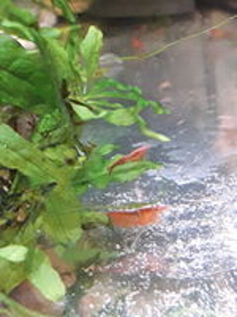    Crevettes Red Cherry 