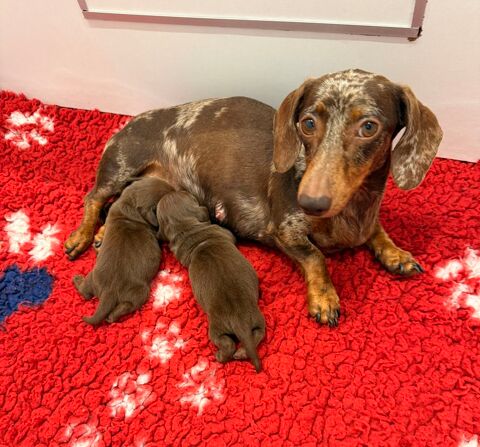 Sublime teckel Kaninchen chocolat male lof  3500 30210 Argilliers
