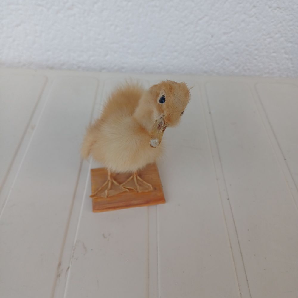 taxidermie empaille poussin Décoration
