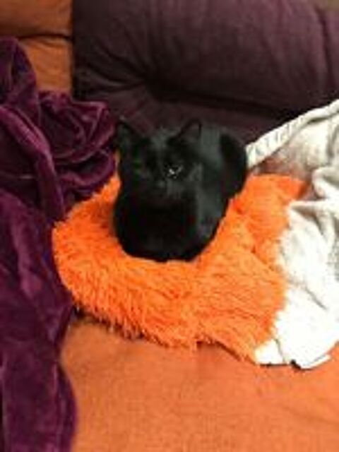   Queen, europ�enne noire, 1 an 