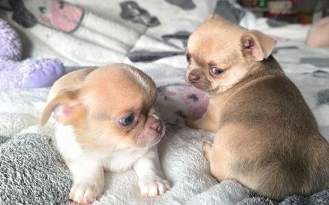 Sublime chihuahua peut gabarit 1200 31210 Montrjeau