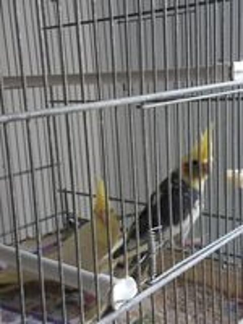   CALOPTSITTES MALE 
