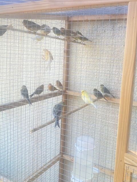 Lot canaris 20 33510 Andernos-les-bains