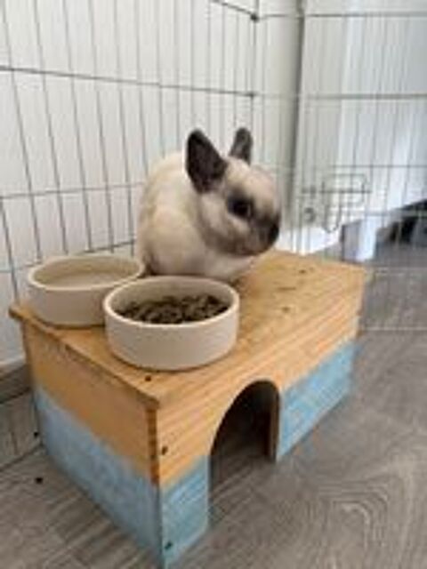   Lapin nain male 3 ans  