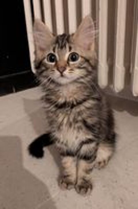  Chaton femelle 3 mois 
