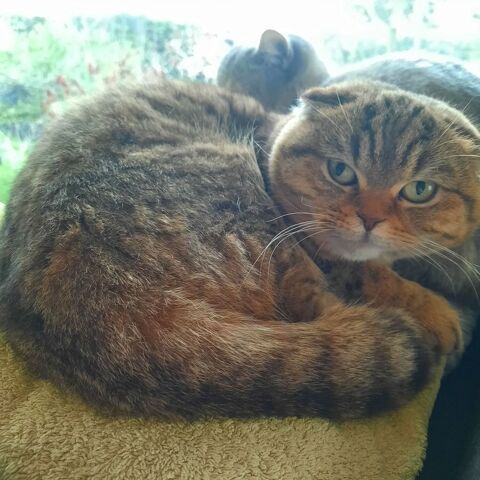 Chatte scottish fold non loof 0 83460 Les arcs