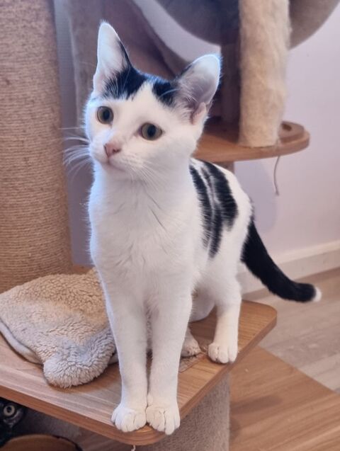&Agrave; l'adoption Katy, jeune chatte ou chaton ado de 8 mois. 0 89520 Saint-sauveur-en-puisaye