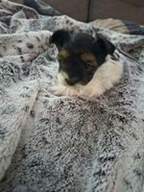  Yorkshire biewer male 