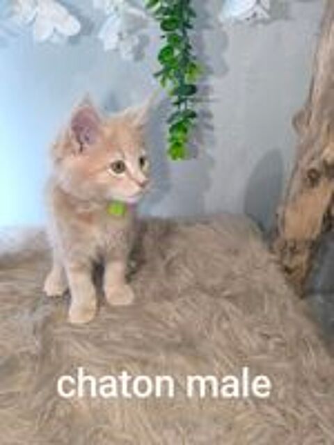   Deux  merveilles maine coon LOOF  