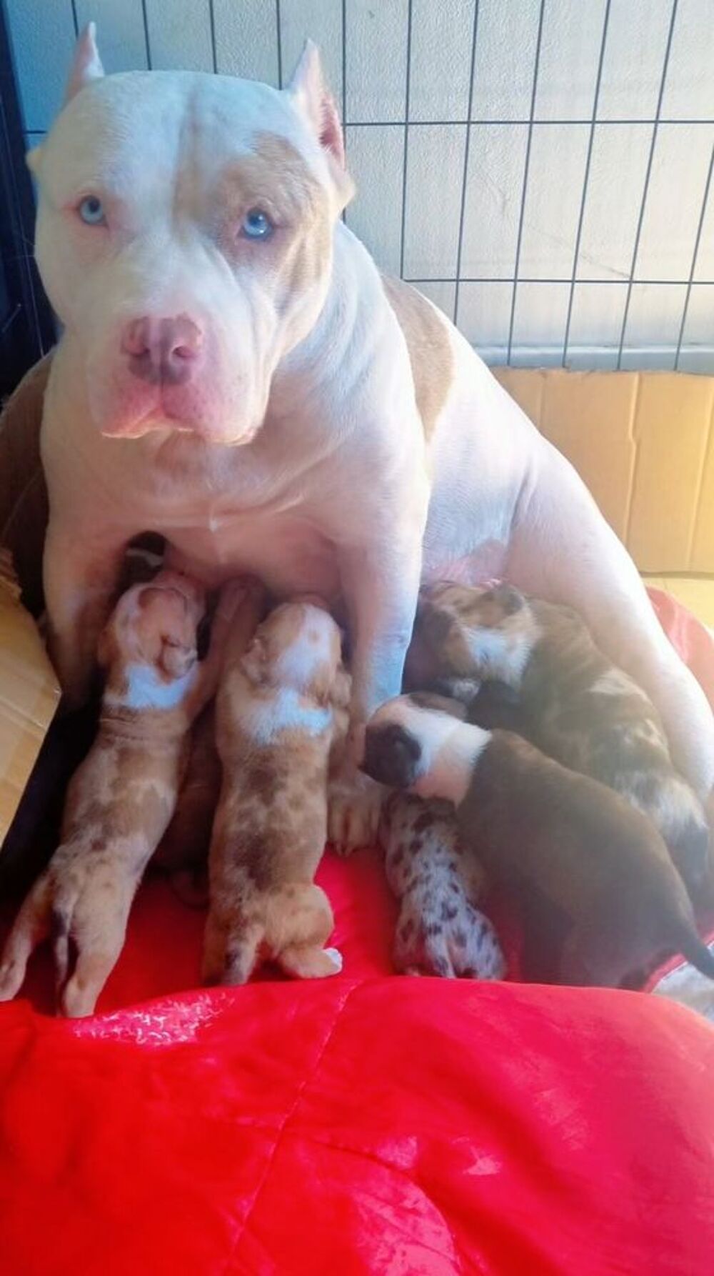   Chiot type bully  