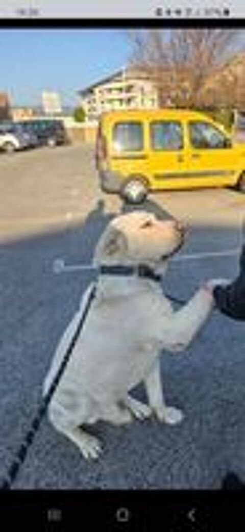   Chien GRAF  l adoption 