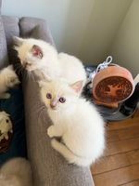   Magnifiques chatons sacrés de Birmanie  
