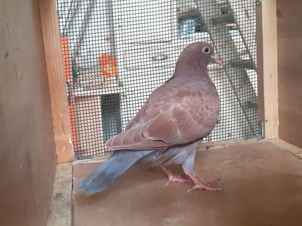   JEUNES PIGEONS COULEUR CHOCO 