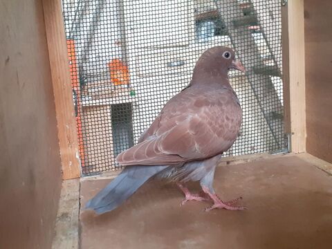 JEUNES PIGEONS COULEUR CHOCO 15 33130 B�gles