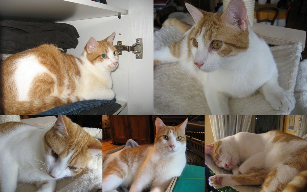  urgent pour Ssame 6 ans dont 6 ans d'accueil  adopter 