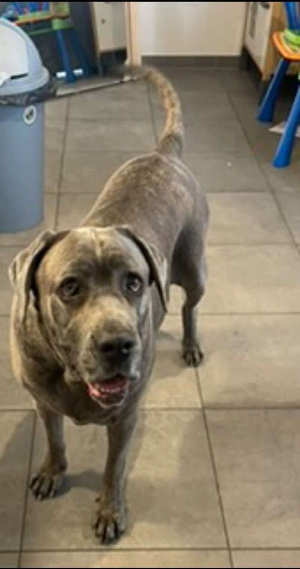   Chien AIDA � l adoption 