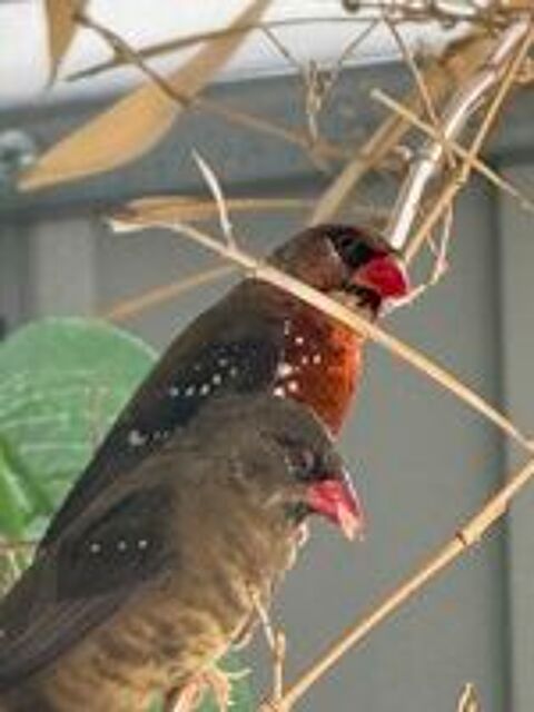   Couple bengali rouge  