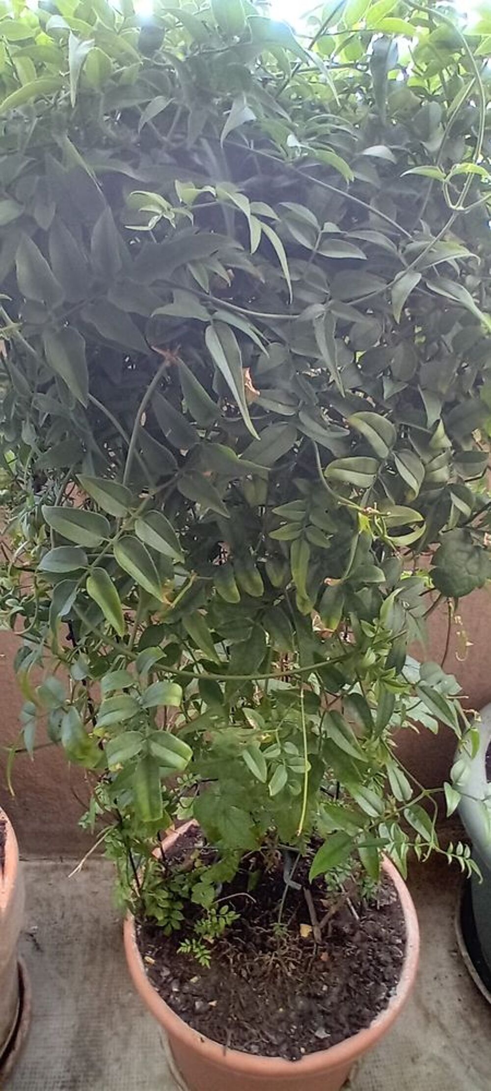 Jasmin dans son pot int&eacute;rieur ou ext&eacute;rieur Jardin