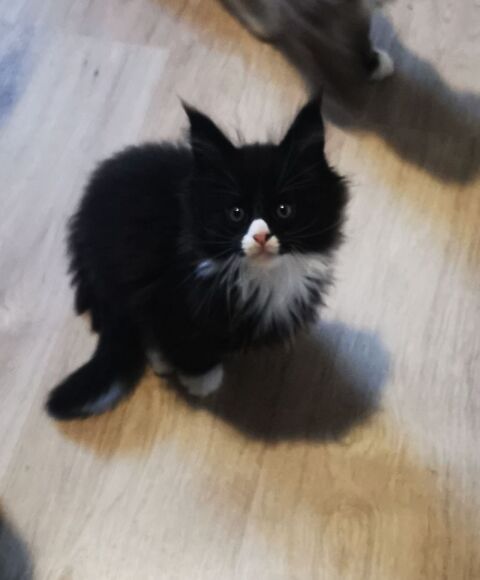 Maine coon 900 11000 Carcassonne