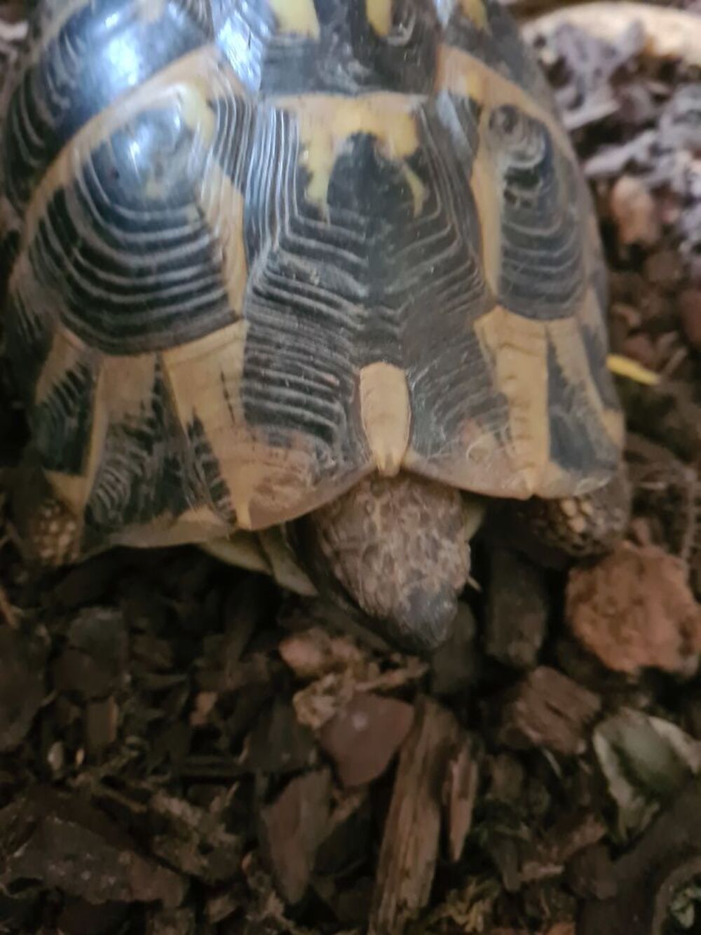   Tortue femelle de terre adulte  