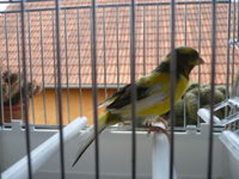   canari 2026  