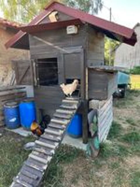   Ensemble Poulailler artisanal + Coq et poules d'ornement. 