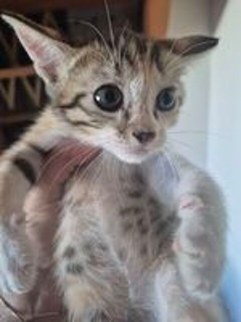  don chaton femelle et male 