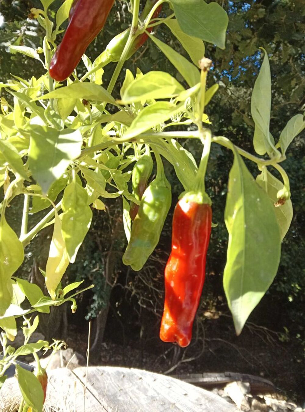 Piment Shishito Jardin