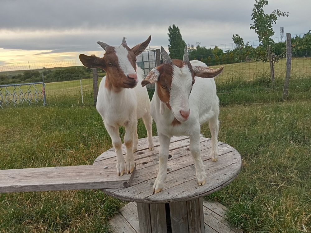   Duo de boucs castrés pour compagnie  