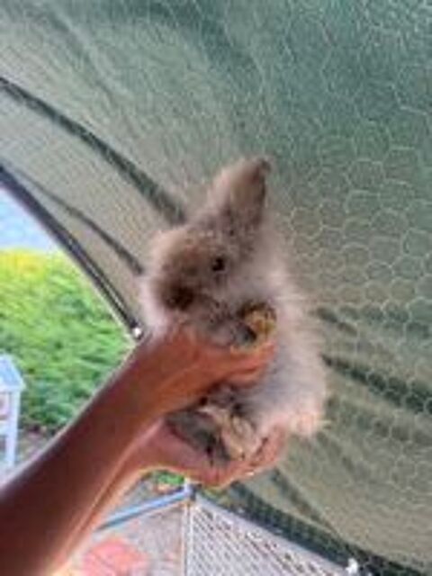   Lapin angora anglais  